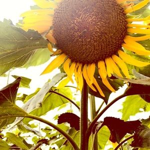 Meet your Posher, Victoria